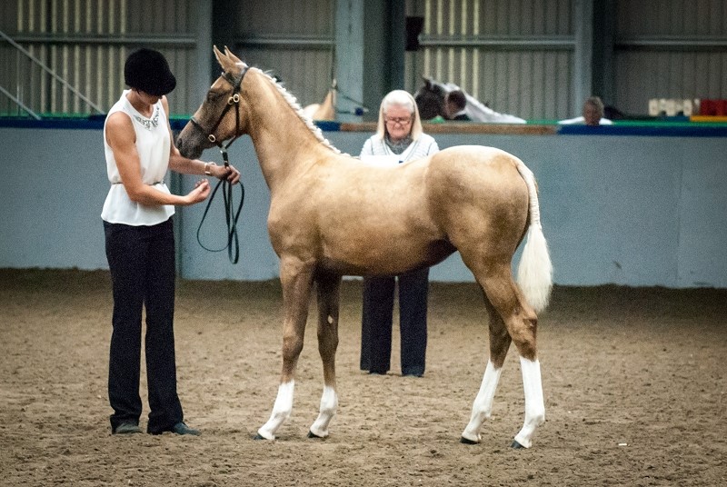 Jakira SSH Scottish Sports Horse National Foal Champion & Supreme Champion Reserve
